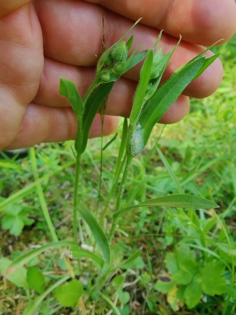 Erigeron brachycephalus photo 2