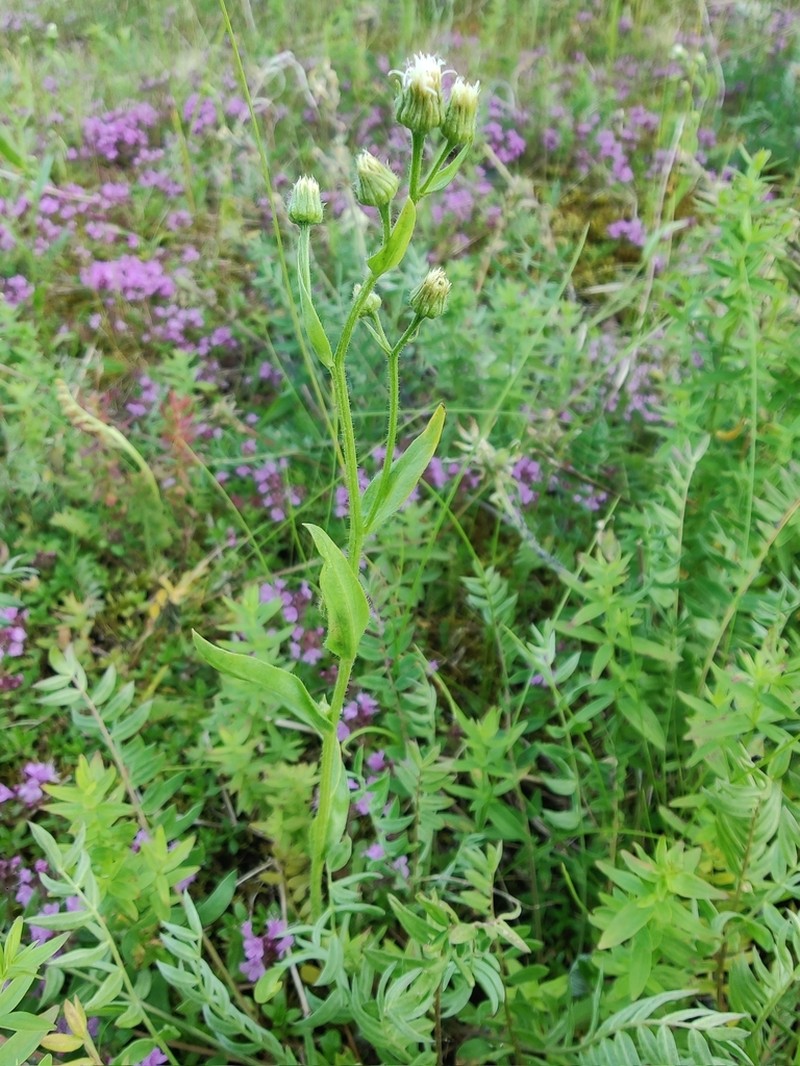 Erigeron brachycephalus photo 3