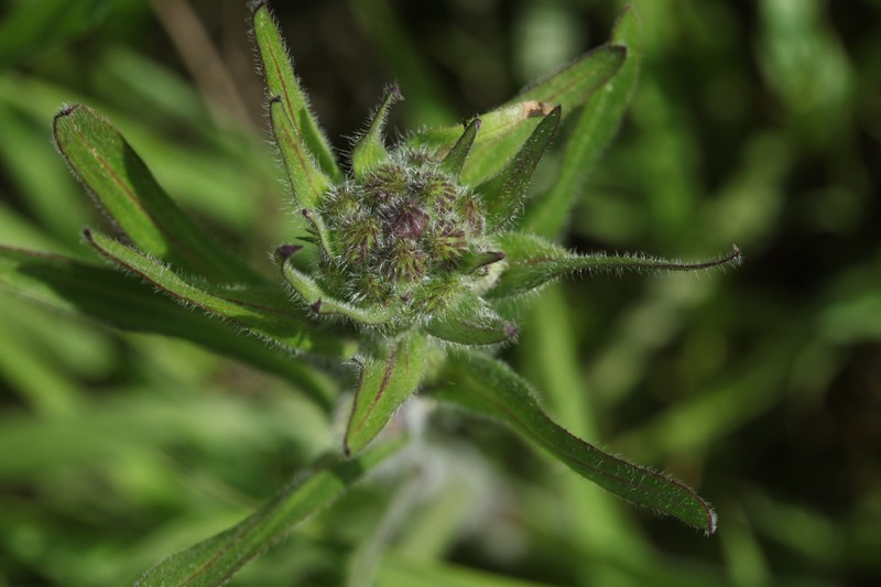 Erigeron brachycephalus photo 5