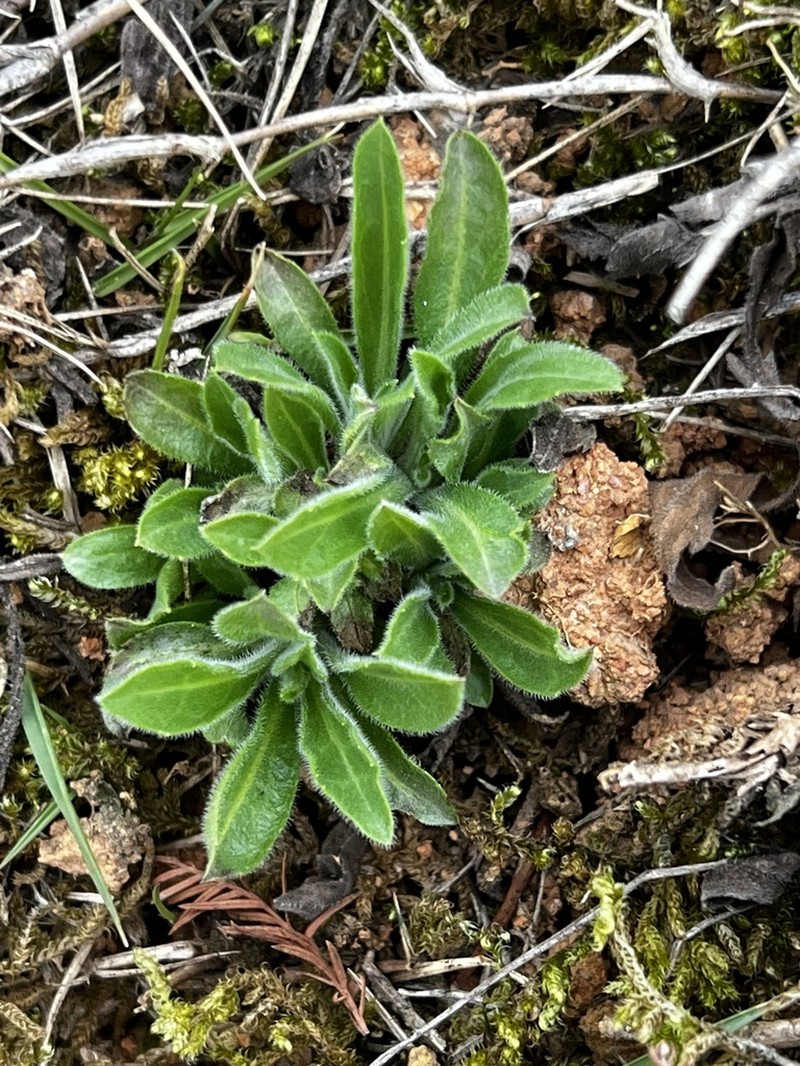 Erigeron breviscapus photo 2