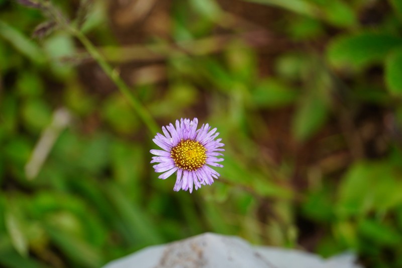 Erigeron breviscapus photo 3