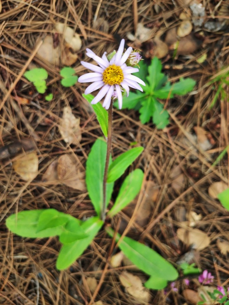 Erigeron breviscapus photo 4