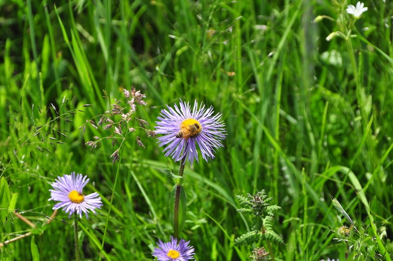 Erigeron breviscapus photo 5