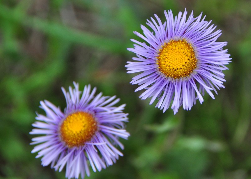 Erigeron breviscapus photo 6