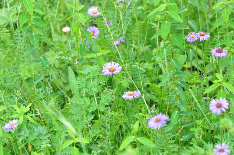 Erigeron breviscapus photo 7