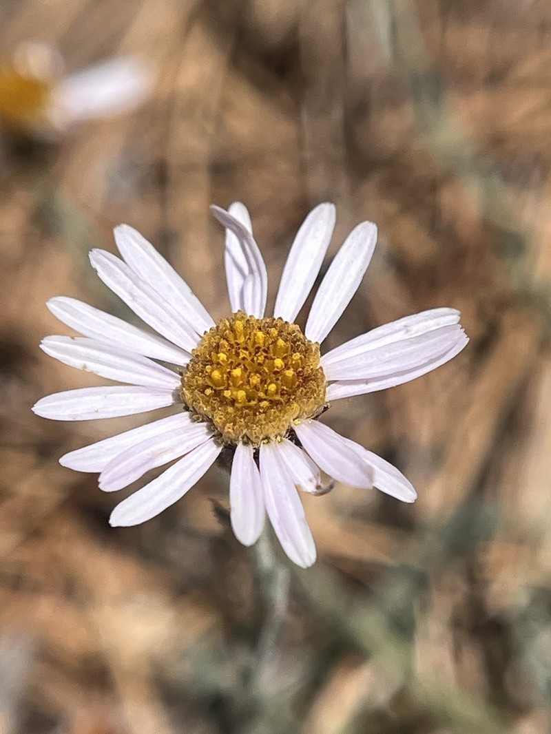 Brewer's Fleabane