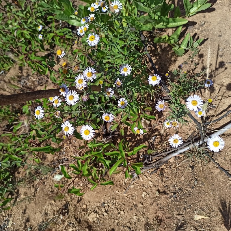 Brewer's Fleabane photo 2