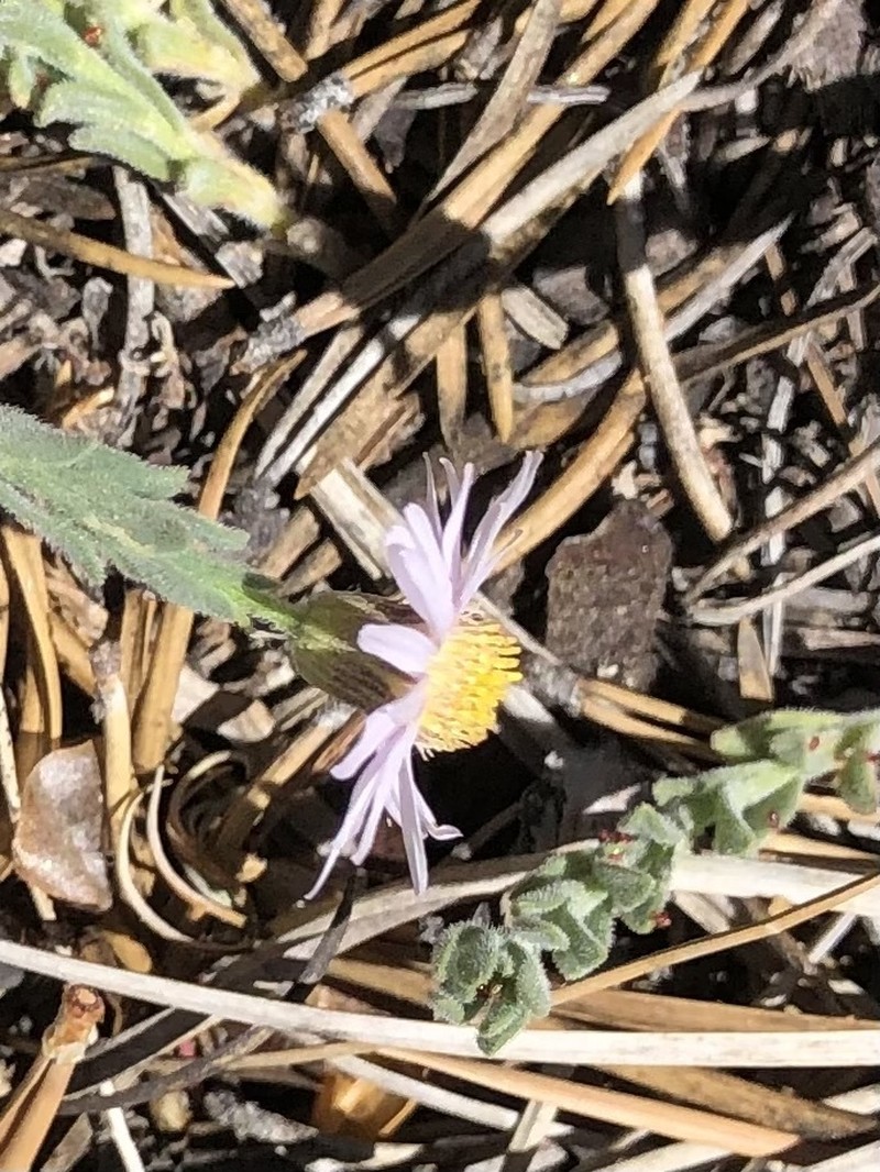 Brewer's Fleabane photo 3