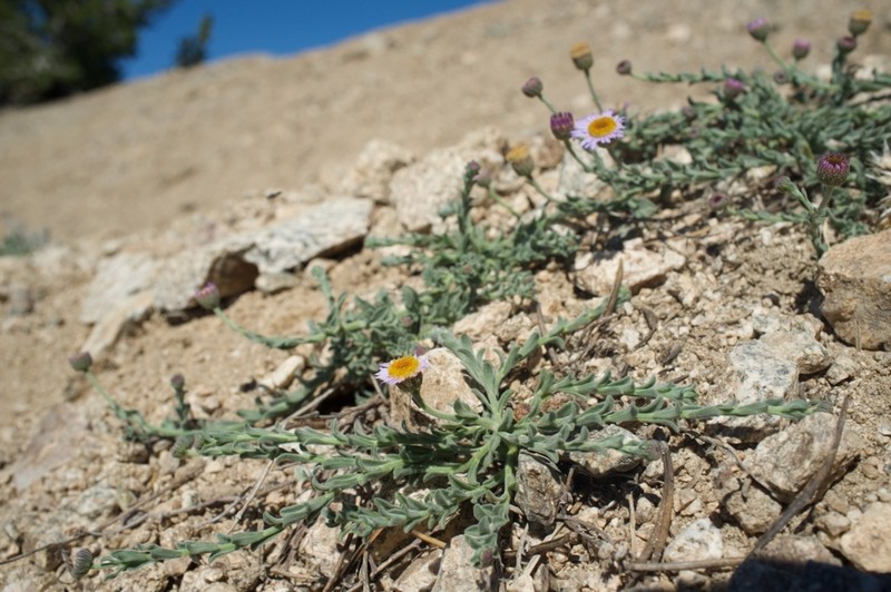 Brewer's Fleabane photo 4