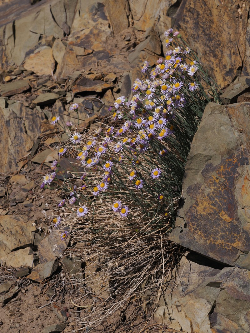 Brewer's Fleabane photo 6