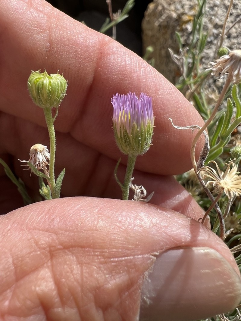 Brewer's Fleabane photo 7