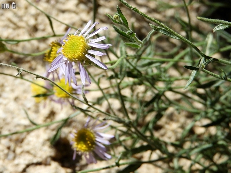 Brewer's Fleabane photo 8