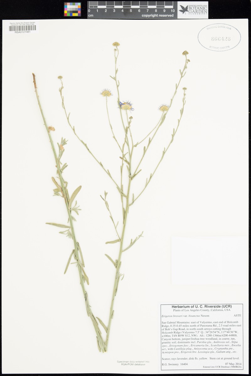 Erigeron breweri var. bisanctus photo 2
