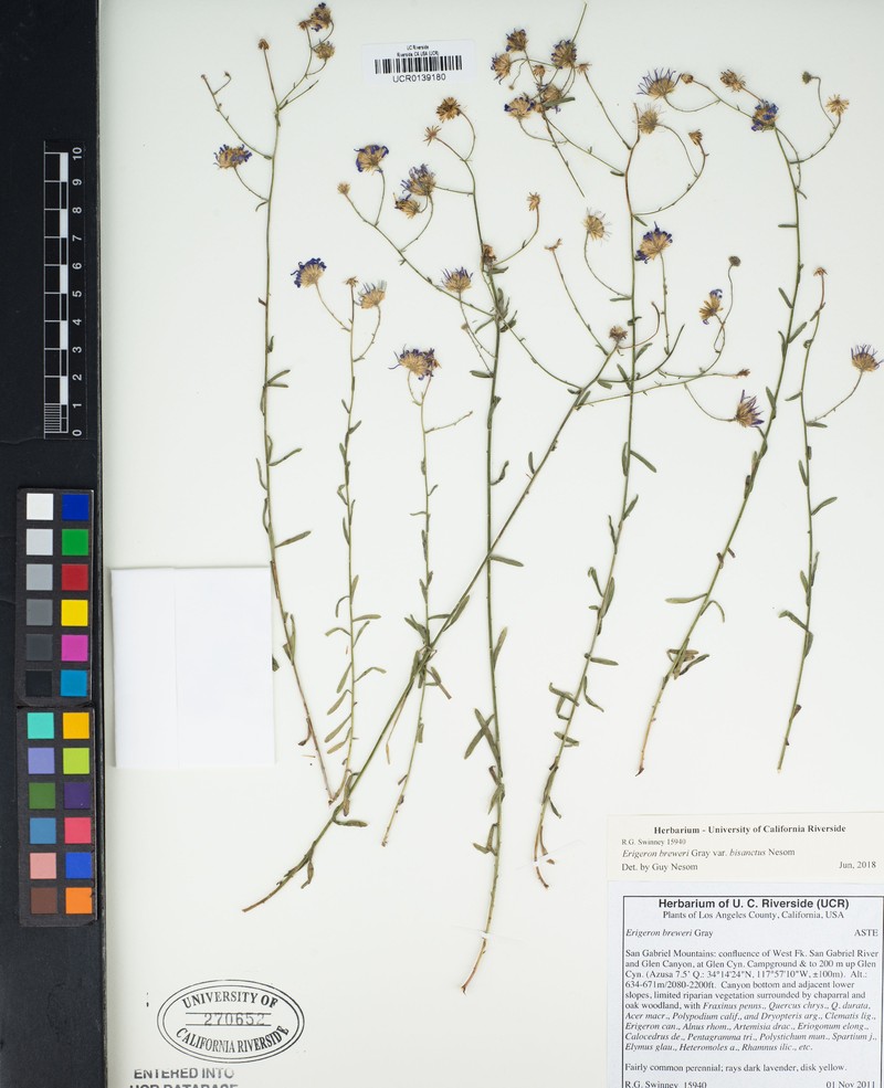 Erigeron breweri var. bisanctus photo 3