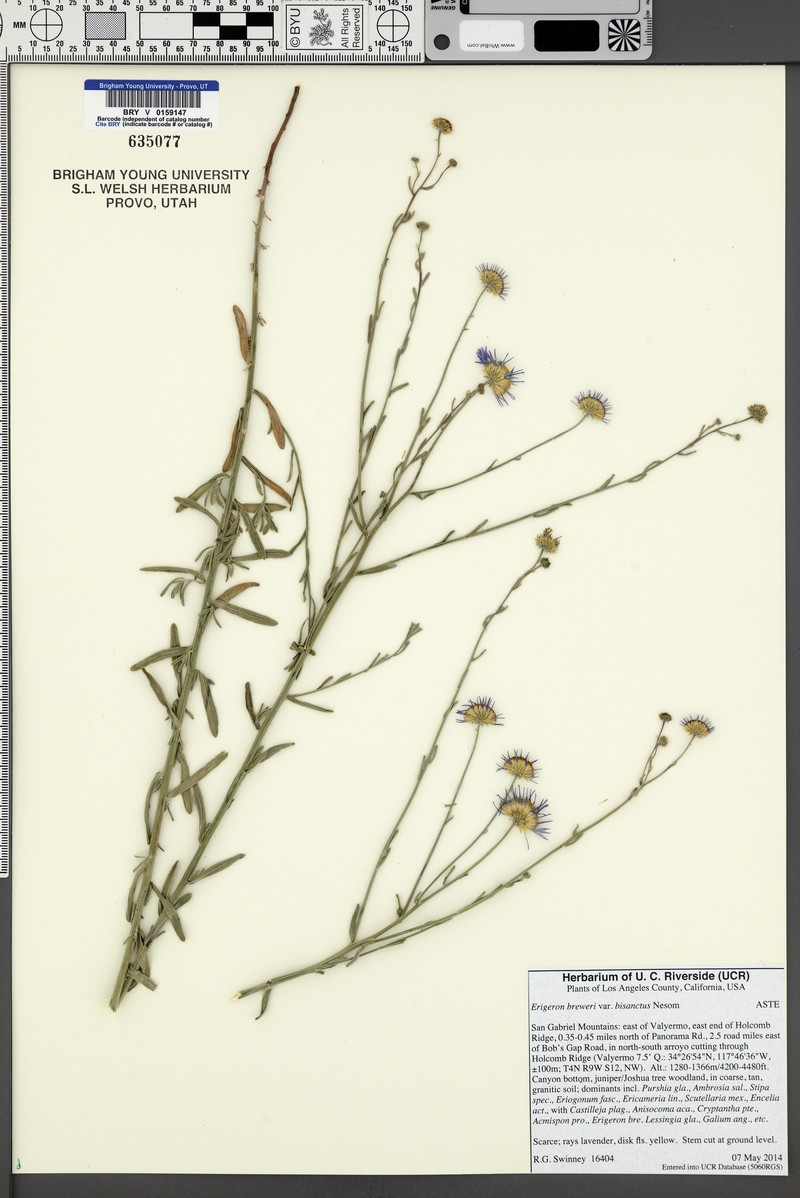 Erigeron breweri var. bisanctus