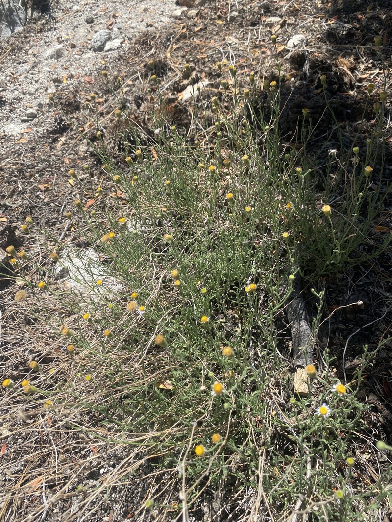 Erigeron breweri var. breweri