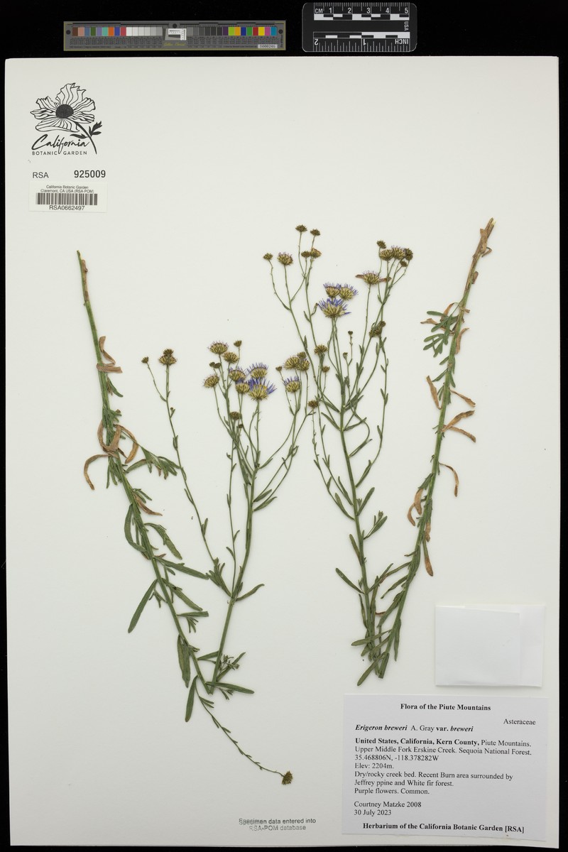 Erigeron breweri var. breweri photo 3