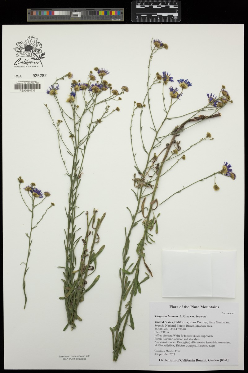 Erigeron breweri var. breweri photo 4