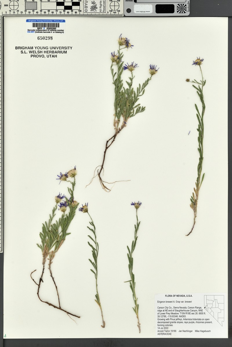 Erigeron breweri var. breweri photo 5