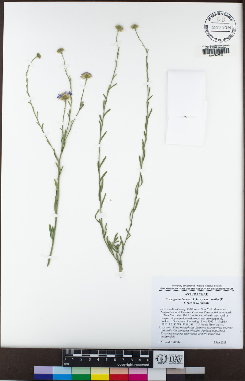 Erigeron breweri var. covillei photo 4
