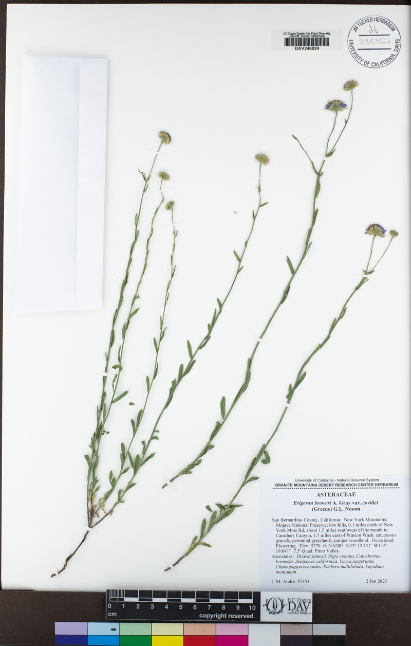 Erigeron breweri var. covillei photo 5