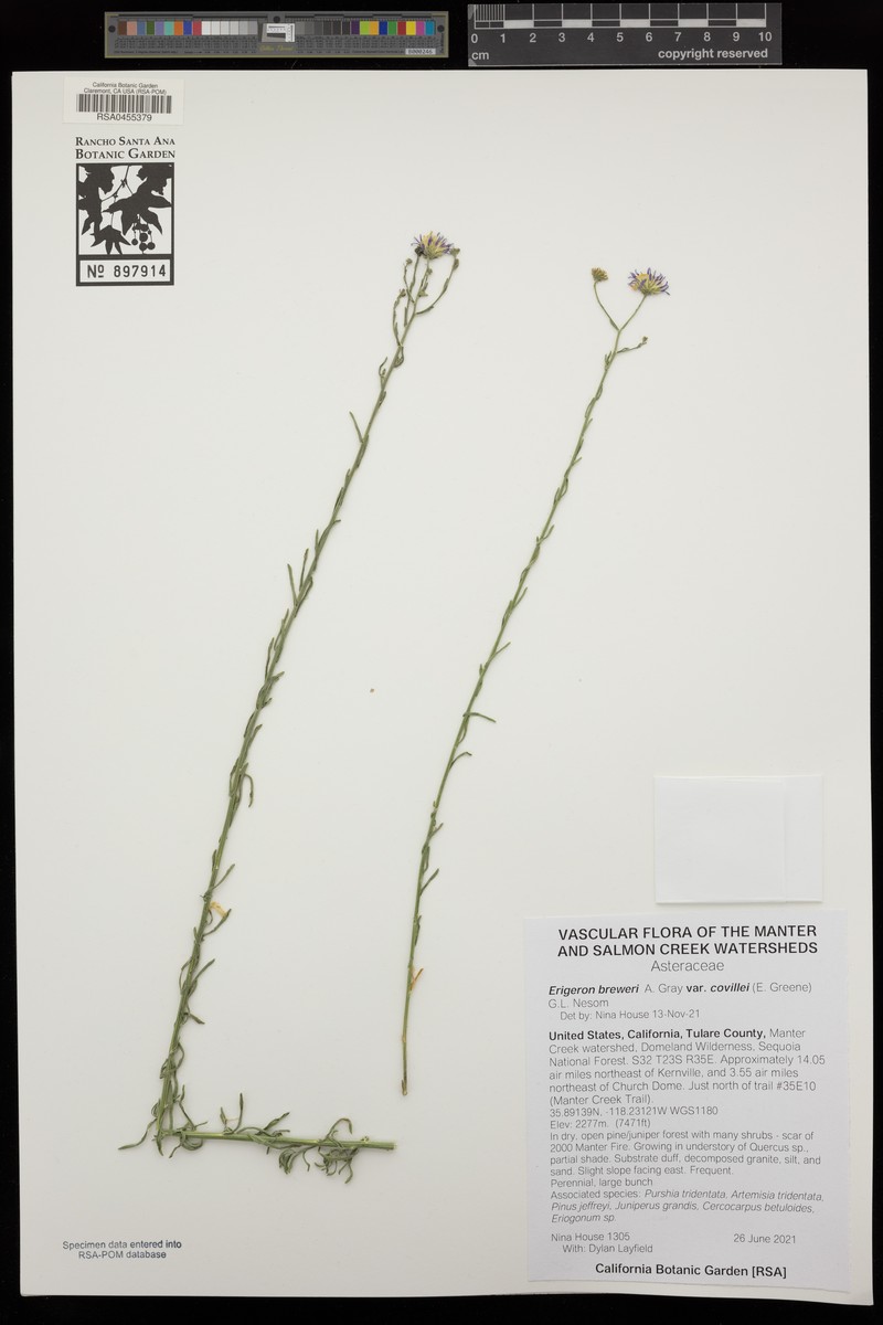 Erigeron breweri var. covillei photo 6
