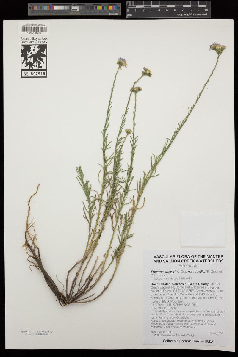 Erigeron breweri var. covillei photo 7