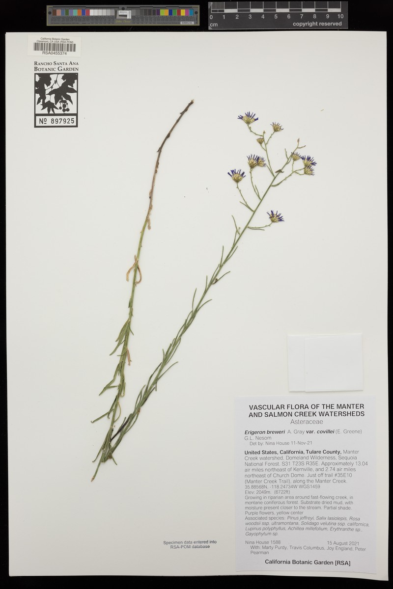 Erigeron breweri var. covillei photo 8