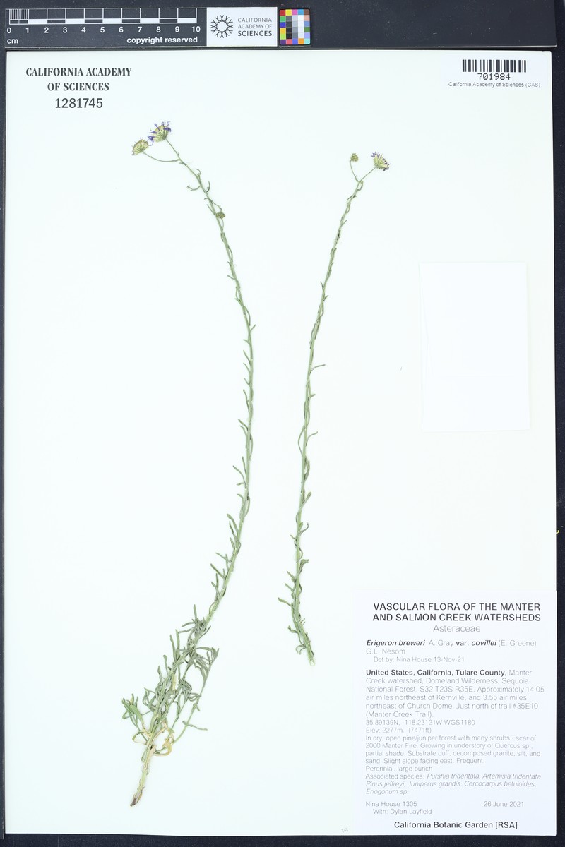 Erigeron breweri var. covillei