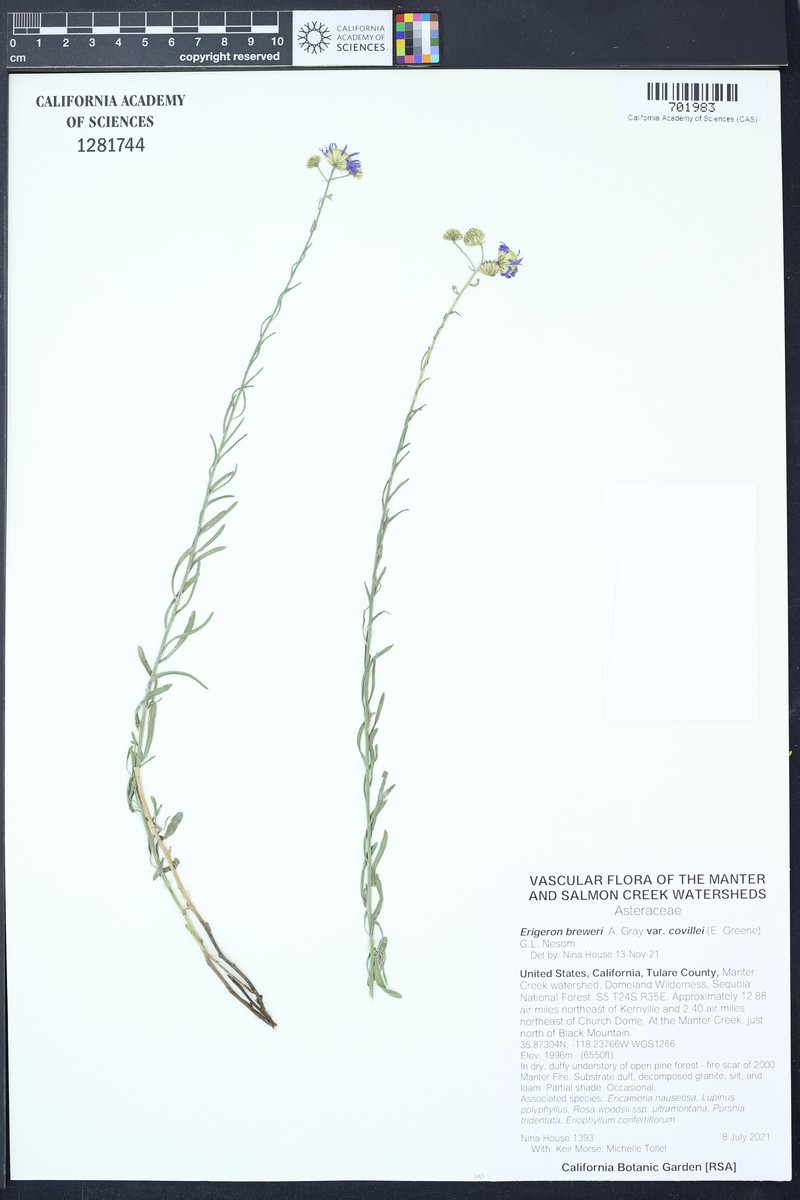 Erigeron breweri var. covillei photo 2