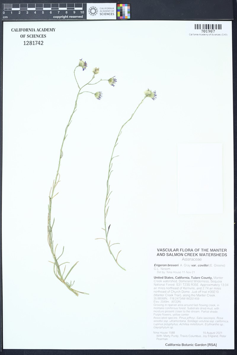 Erigeron breweri var. covillei photo 3