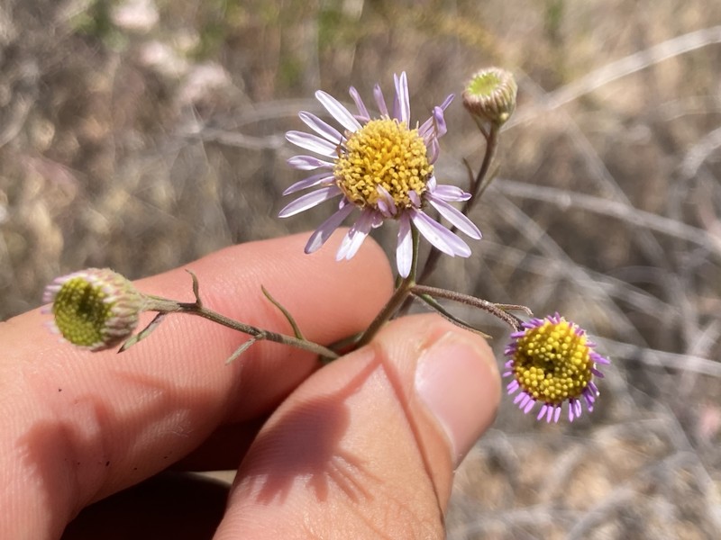 Erigeron breweri var. ensenadensis