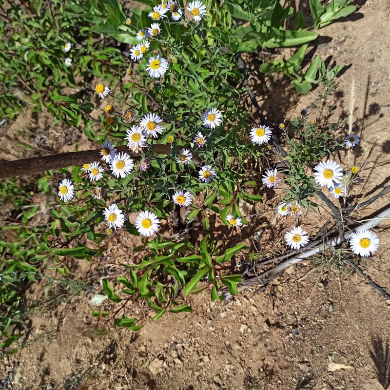 Erigeron breweri var. ensenadensis photo 2