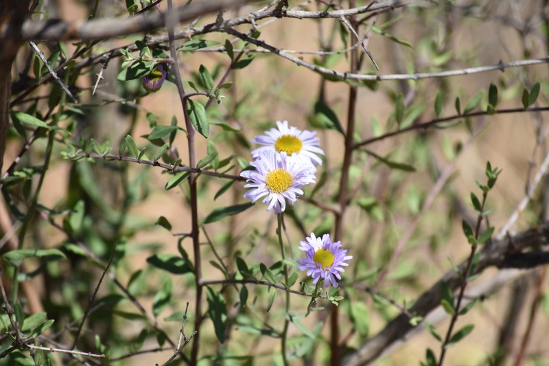 Erigeron breweri var. ensenadensis photo 3