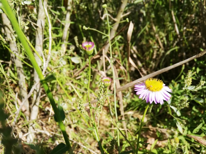 Erigeron breweri var. ensenadensis photo 4