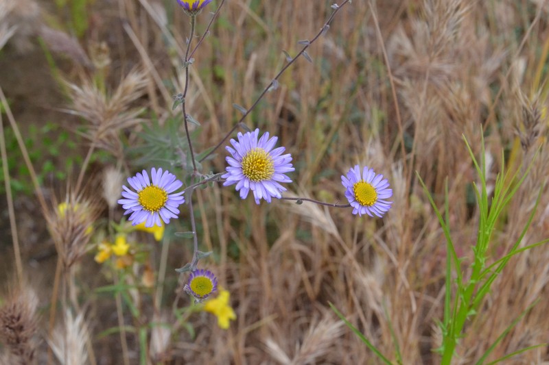 Erigeron breweri var. ensenadensis photo 5
