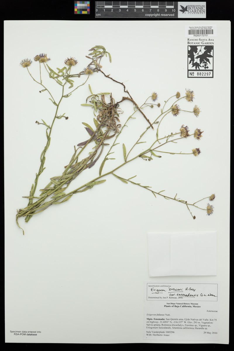 Erigeron breweri var. ensenadensis photo 6