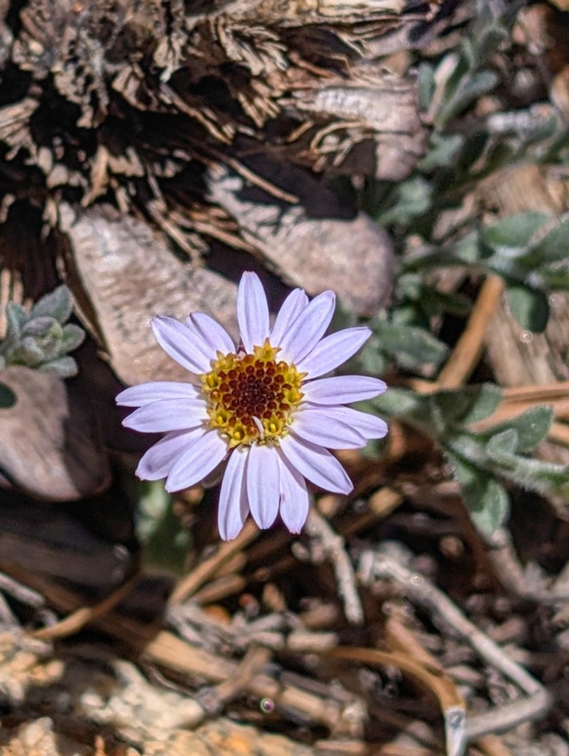 Erigeron breweri var. jacinteus