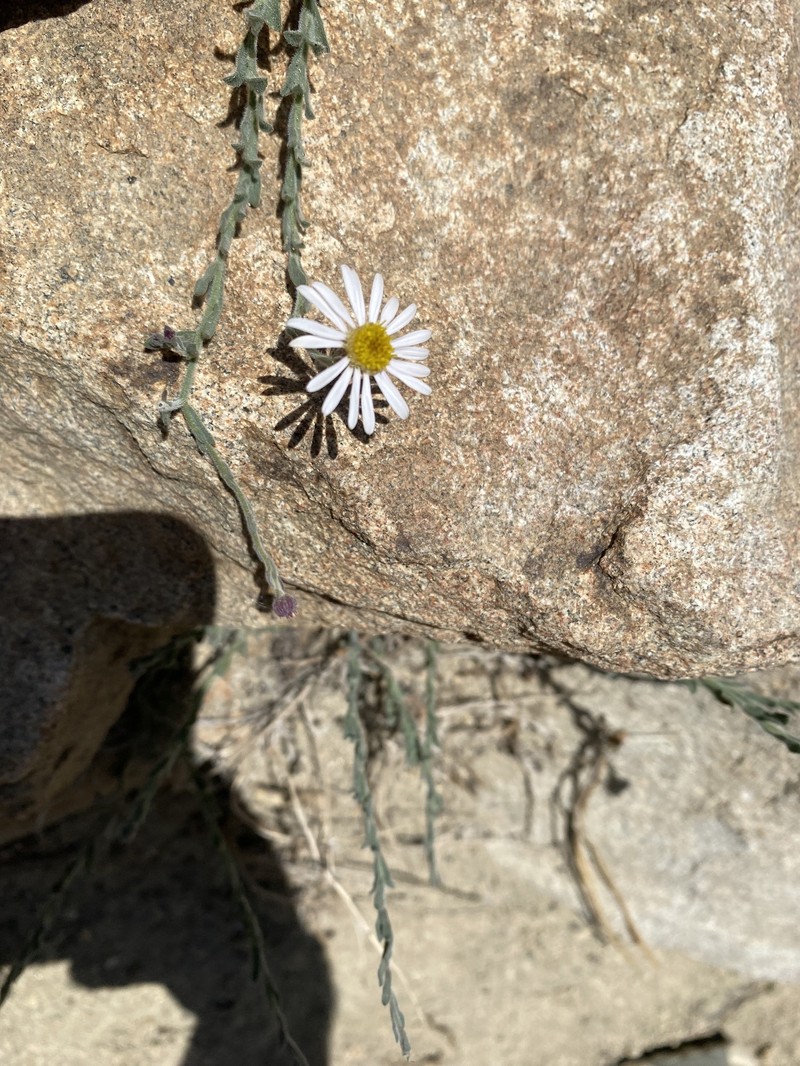 Erigeron breweri var. jacinteus photo 2