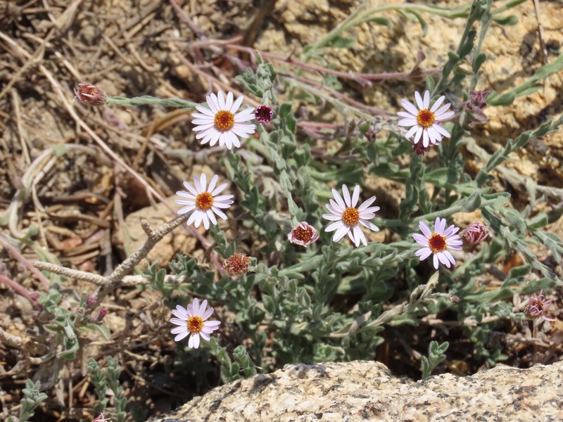 Erigeron breweri var. jacinteus photo 3