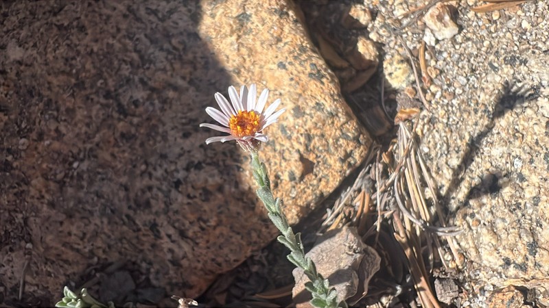 Erigeron breweri var. jacinteus photo 4