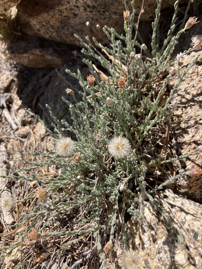 Erigeron breweri var. jacinteus photo 5