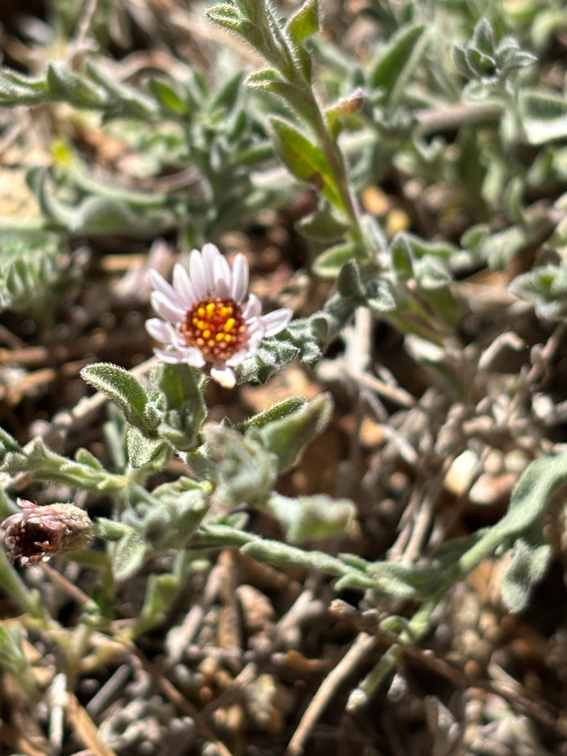 Erigeron breweri var. jacinteus photo 7
