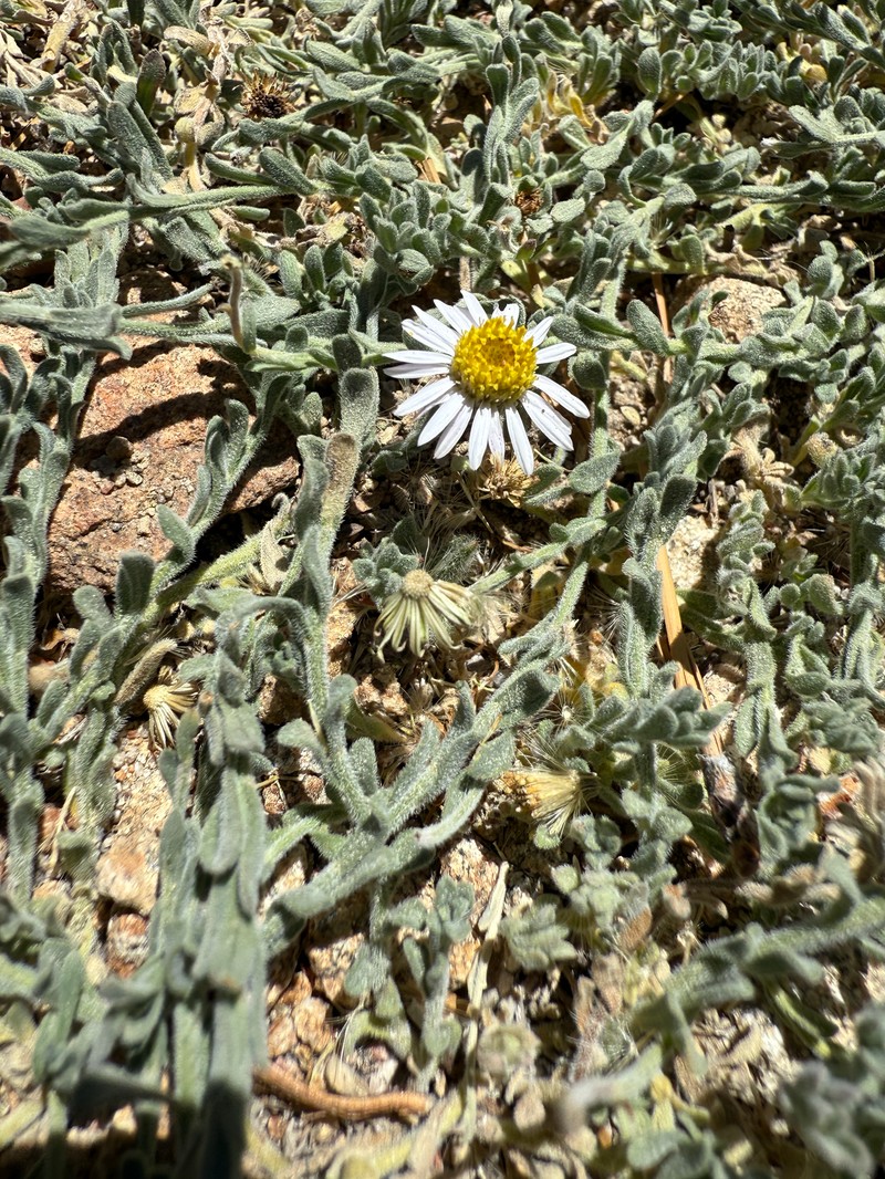 Erigeron breweri var. jacinteus photo 8