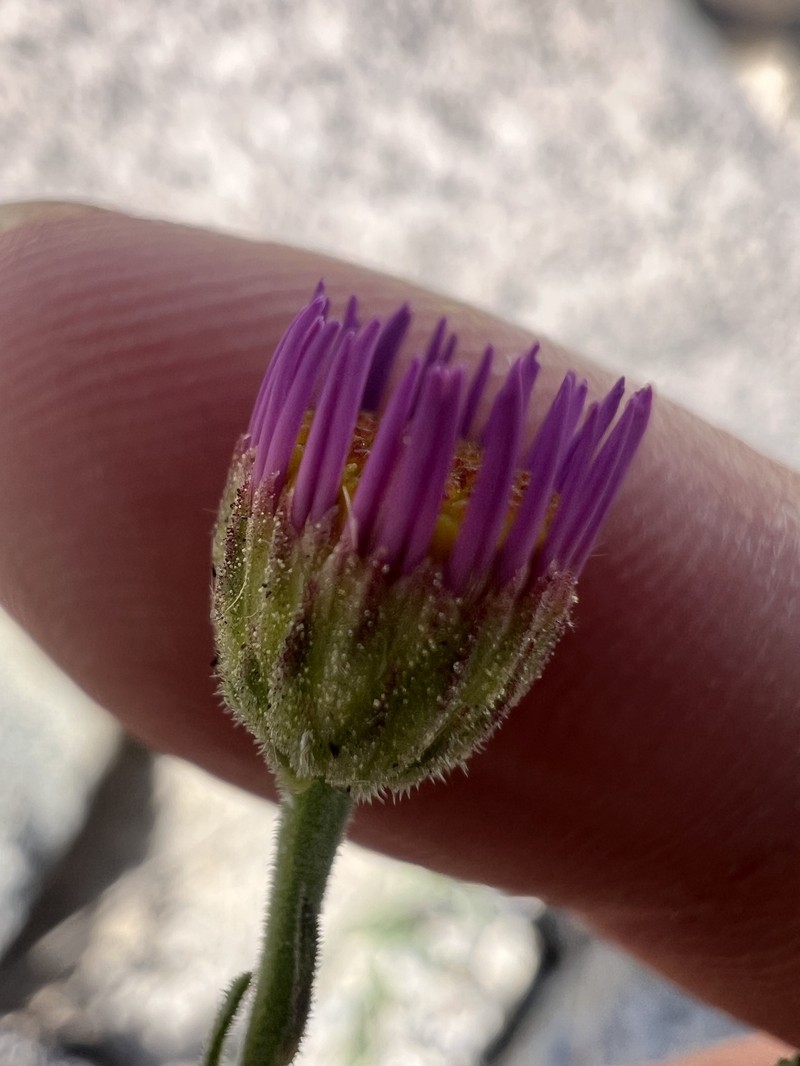 Erigeron breweri var. porphyreticus