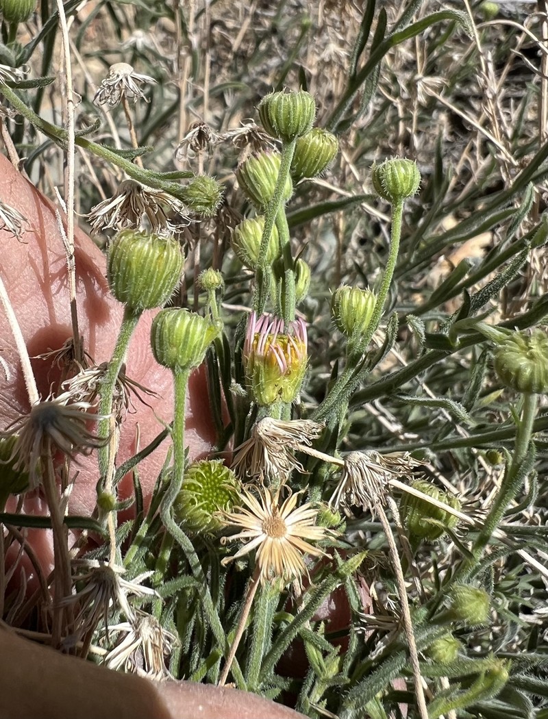 Erigeron breweri var. porphyreticus photo 2
