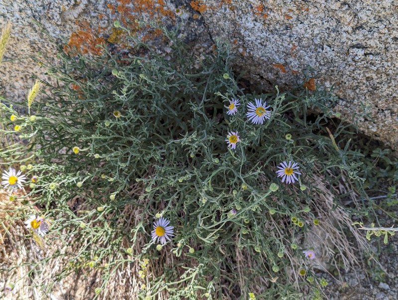 Erigeron breweri var. porphyreticus photo 3