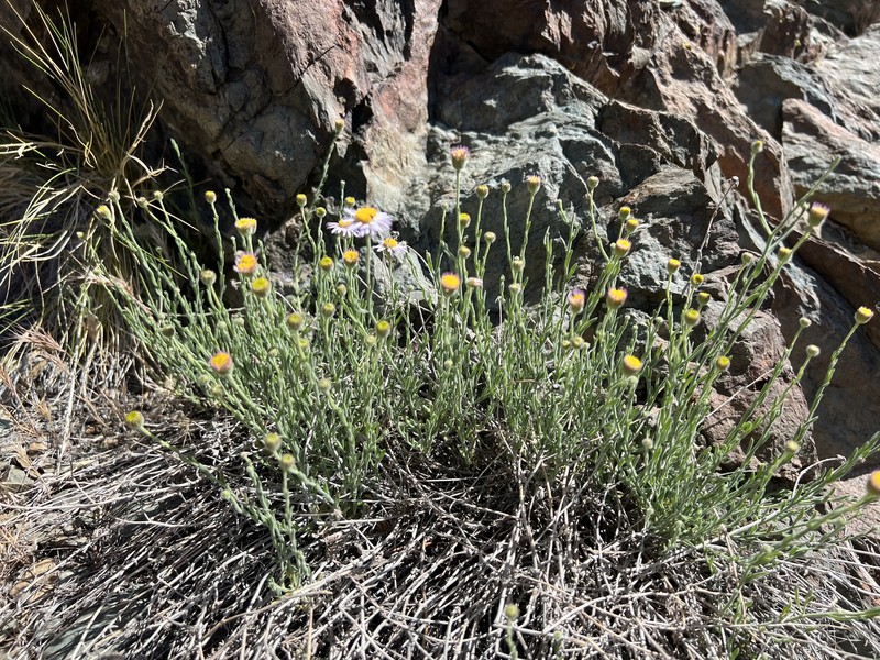 Erigeron breweri var. porphyreticus photo 4