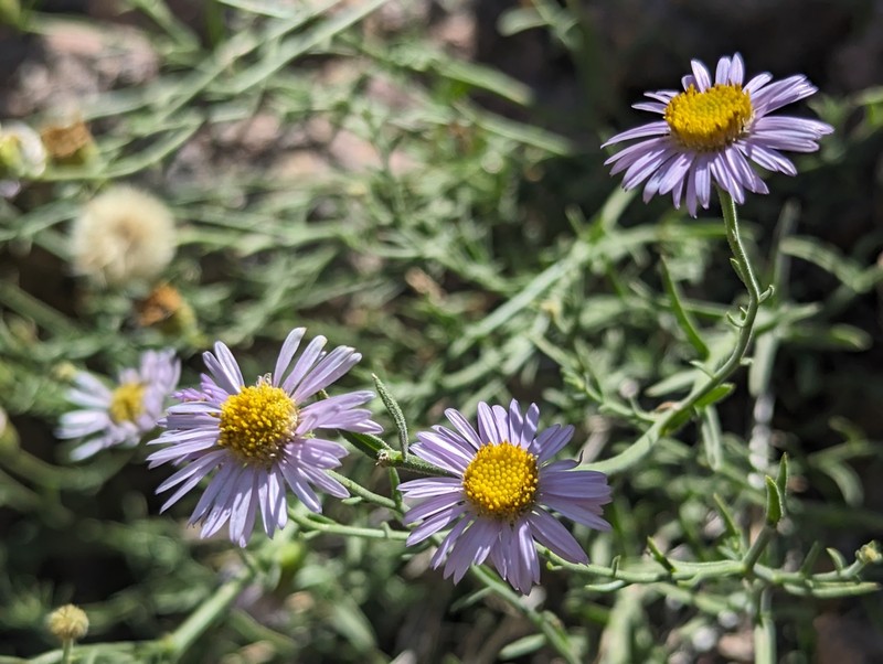 Erigeron breweri var. porphyreticus photo 5