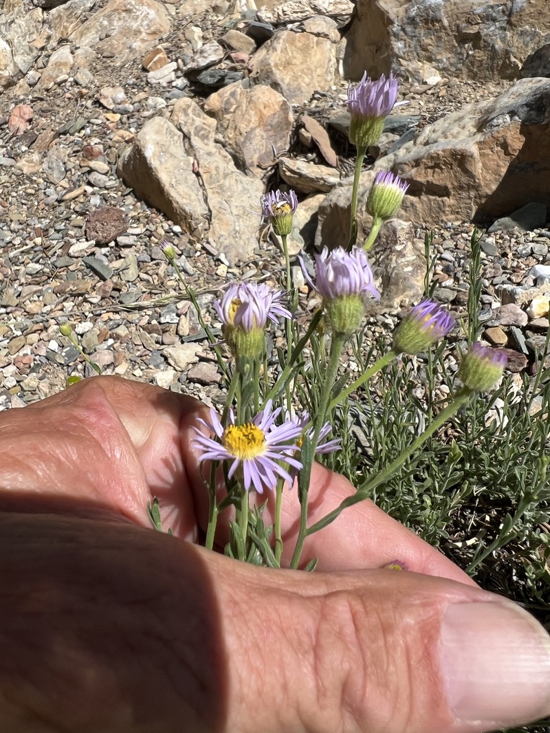 Erigeron breweri var. porphyreticus photo 6